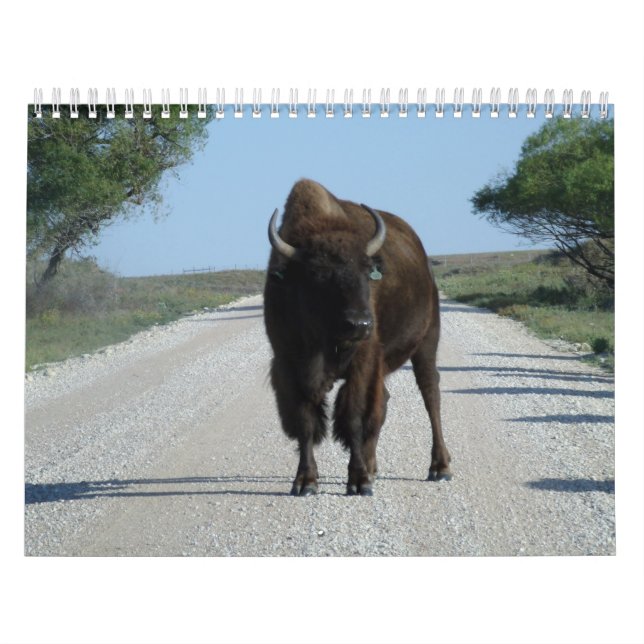 Calendrier Buffaloed ! (Protection)