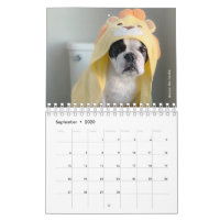 Calendrier Bulldog 2020 français - Cooper le Franç