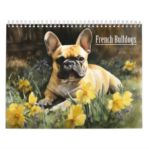Calendrier Bulldogs français, toute année