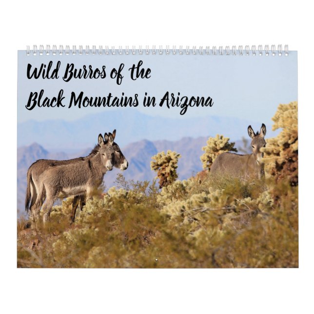 Calendrier Burros sauvage des montagnes noires (Protection)