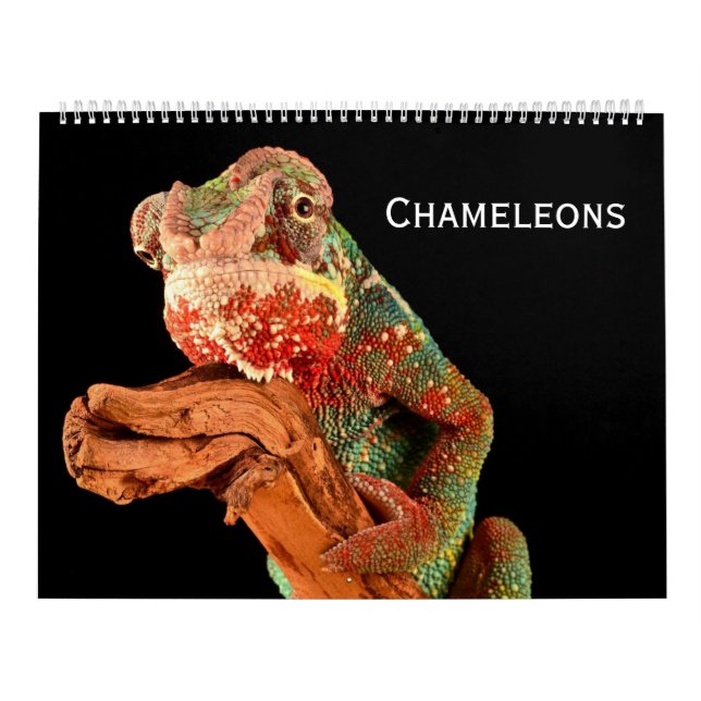 Calendrier Caméléons (Protection)