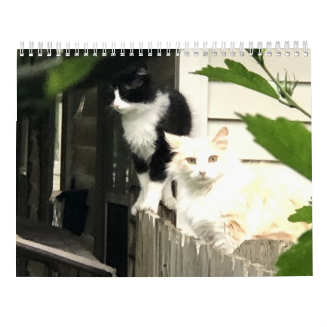 Calendrier Cat (Dos)