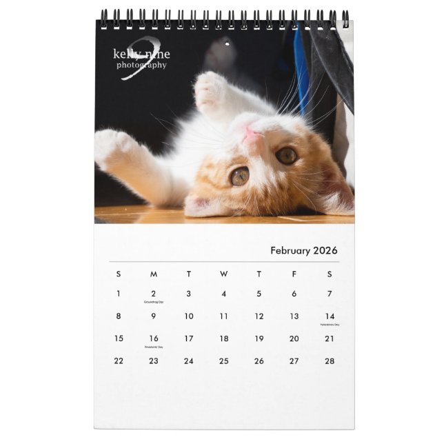 Calendrier Cats & Kittens par Kelly Nine Photographie (Feb 2026)