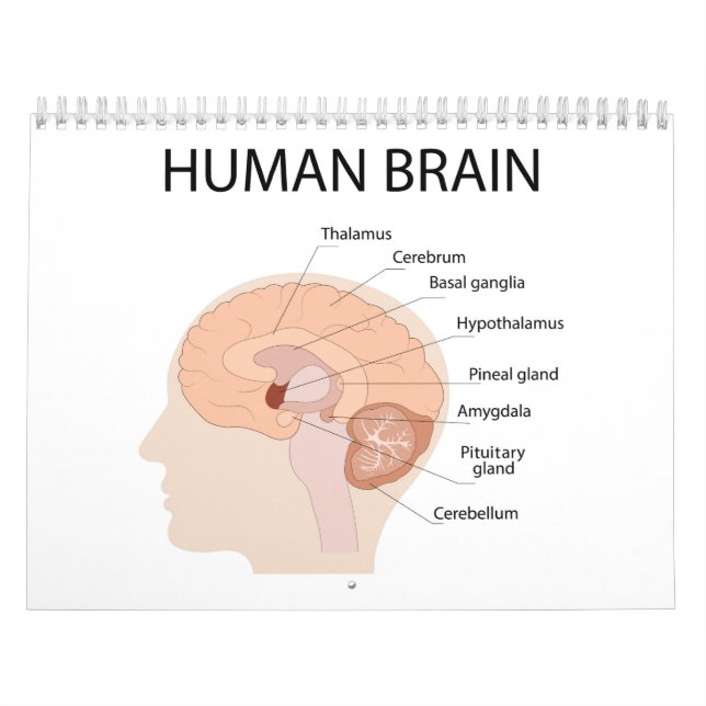 Calendrier cerveau humain (Protection)