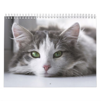 Calendrier Chat 