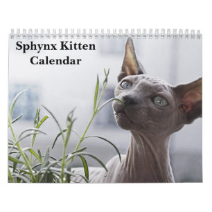 Calendrier Chaton Sphynx 2027