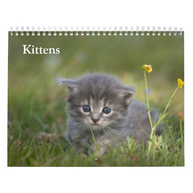 Calendrier Chatons Mignons 2027 (Protection)