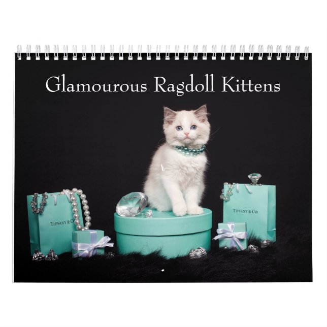 Calendrier Chatons Ragdoll Glamour (Protection)