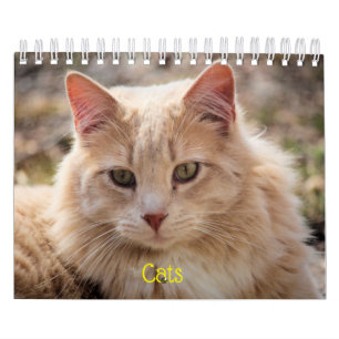 Calendrier Chats