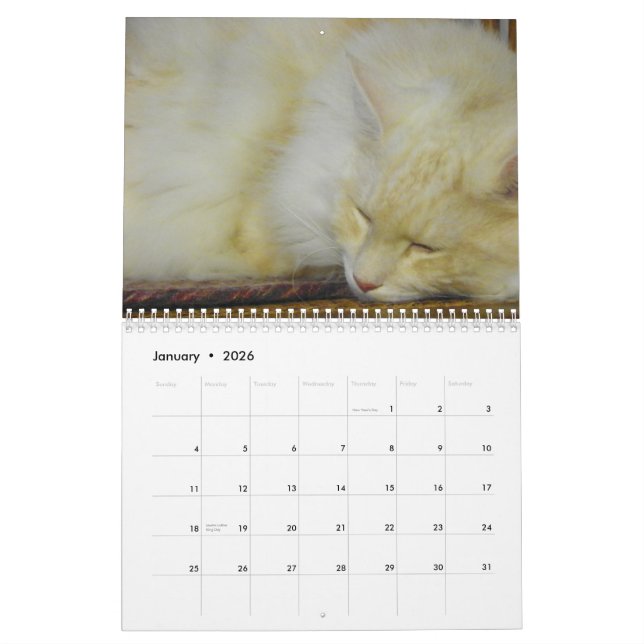 Calendrier Chats de ragondin du Maine (Jan 2026)