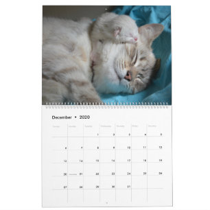 Calendrier Chats et chatons dormants Cute Kitty 2020