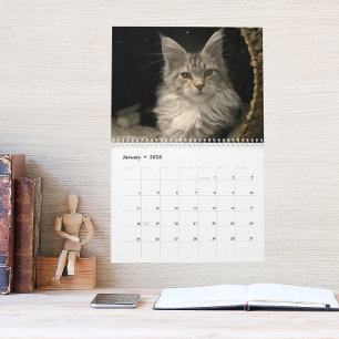 Calendrier Chats Maine Coon Vie de Main Coon