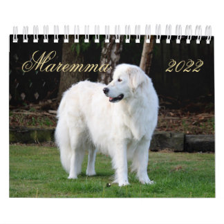 Calendrier Chien à mouton Maremma 2022 PetitCalendrier, Blanc