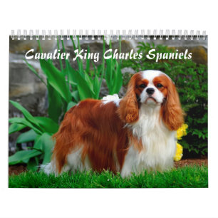 Calendrier Chien espagnol du roi Cavalier Charles