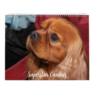 CALENDRIER CHIENS CANINES SUPERSTARS MAGNIFIQUES
