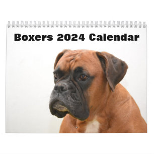 Calendrier Chiens de boîte 2024