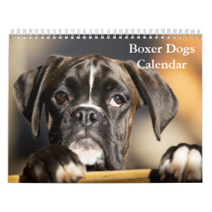 Calendrier Chiens de boîte 2025