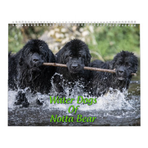 Calendrier Chiens d'eau de Notta Bear