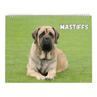 Calendrier Chiens Mastiff, Mastiffs