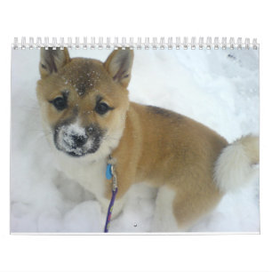 Calendrier chiot 3 shiba inu.png