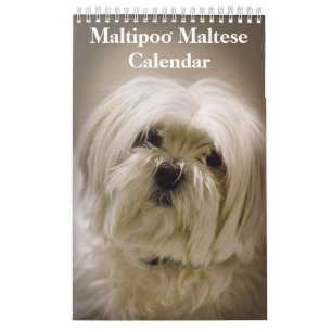 Calendrier Chiot maltais maltais 2025