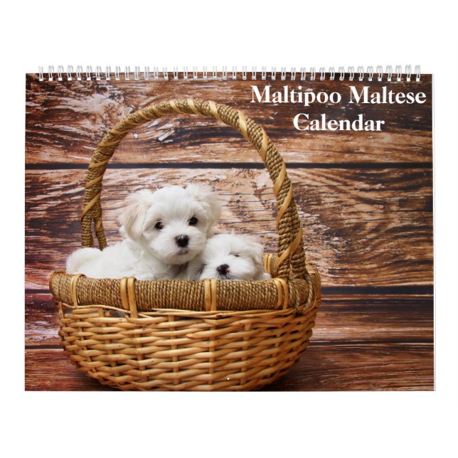 Calendrier Chiot maltais maltais 2025 (Protection)