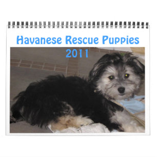 Calendrier Chiots 2011 de Havanese Rescu