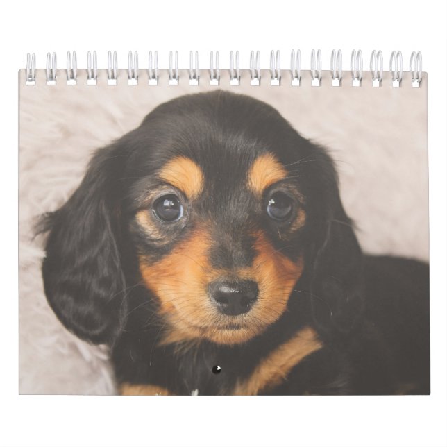 Calendrier Chiots de Dachshund (Protection)
