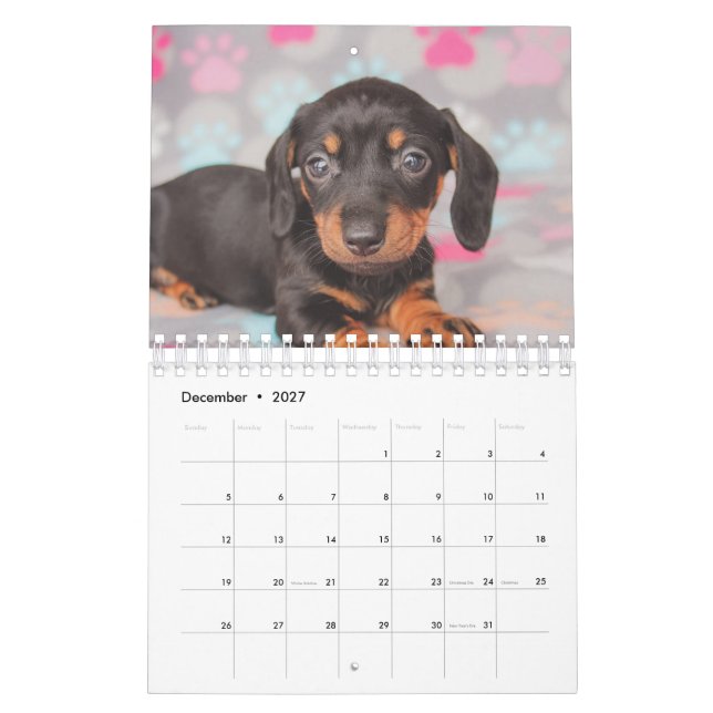 Calendrier Chiots de Dachshund (Dec 2027)