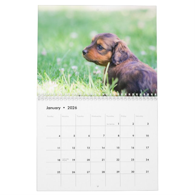 Calendrier Chiots de Dachshund 2013 (Jan 2026)