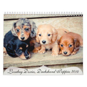 Calendrier Chiots de Dachshund 2014