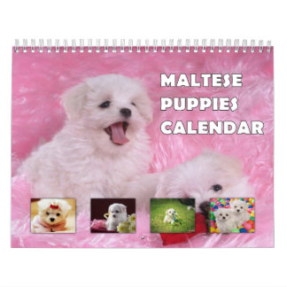 Calendrier Chiots maltais