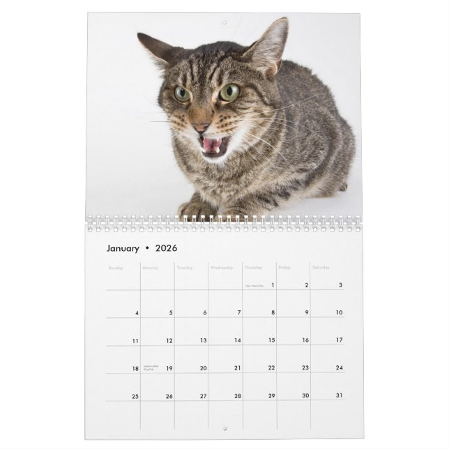 Calendrier Chutes de chats d'abri (Jan 2026)