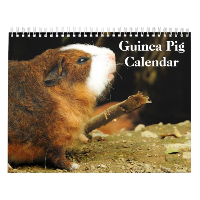 Calendrier Cochon de Guinée 2024 (Protection)