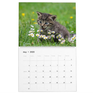 Calendrier Cuddly Cute Kitten Pet Kitty Cats Feline 2020