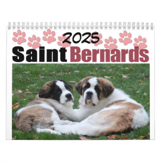 Calendrier Cute Chien race Saint Bernard Puppy
