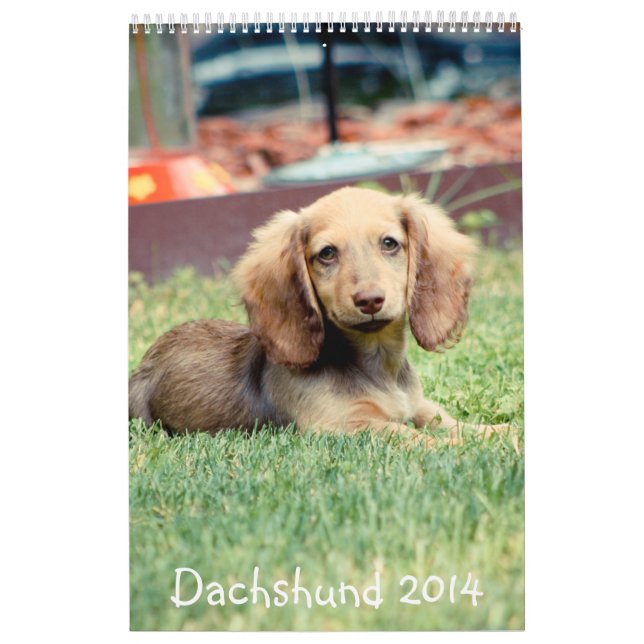 Calendrier Dachshunds 2014 (Protection)