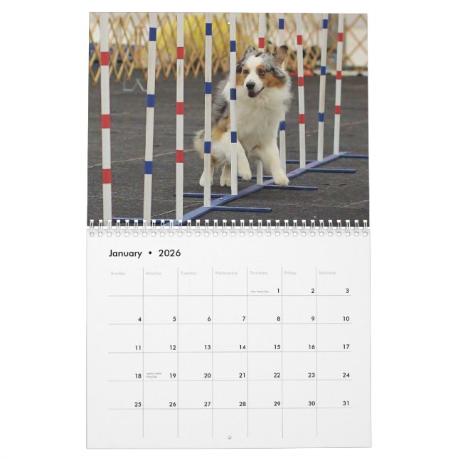 Calendrier d'agilité de berger de 2013 Australiens (Jan 2026)