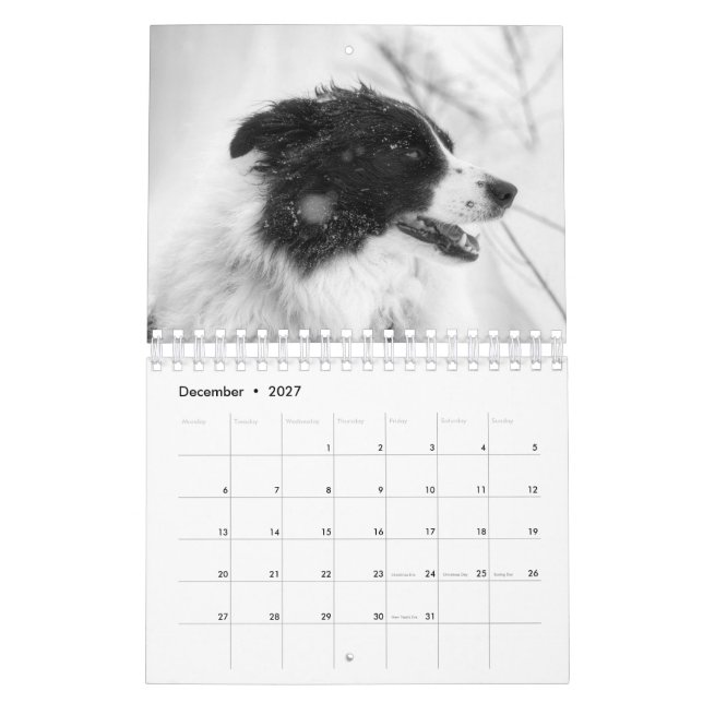 Calendrier de beaux chiens Border Collie (Dec 2027)