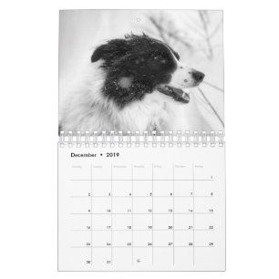 Calendrier de beaux chiens Border Collie