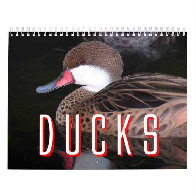 Calendrier de canards (Protection)