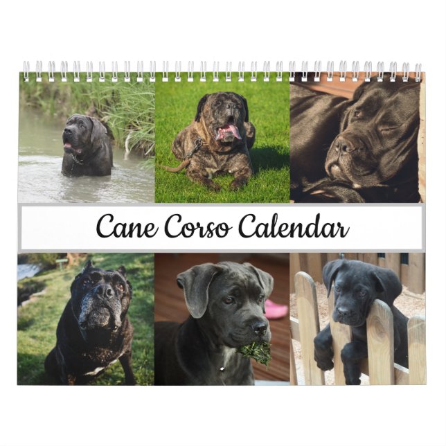 Calendrier de Cane Corso (Protection)