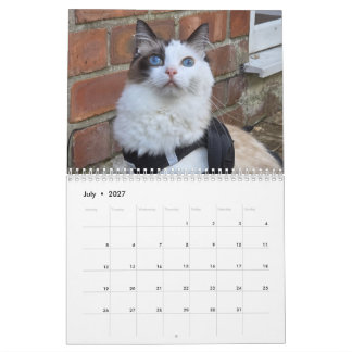 Calendrier de chat Ragdoll