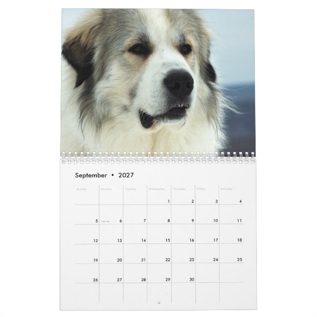 Calendrier de chiot de 2016 Grands Pyrénées (Sep 2027)