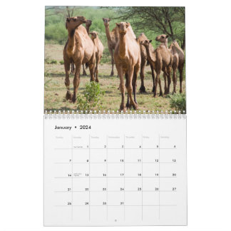 Calendrier de la paroi du chameau