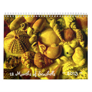Calendrier de la photographie de coquillages longu