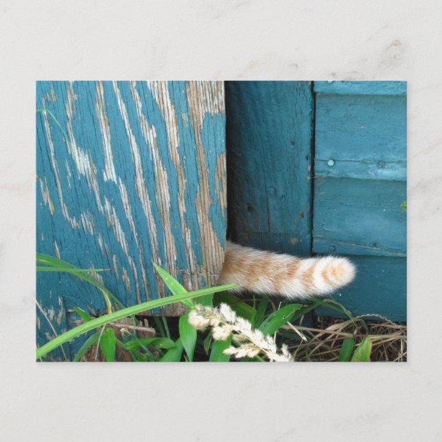 Calendrier de la queue de chat ~ carte postale (Devant)