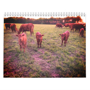 Calendrier de la vache