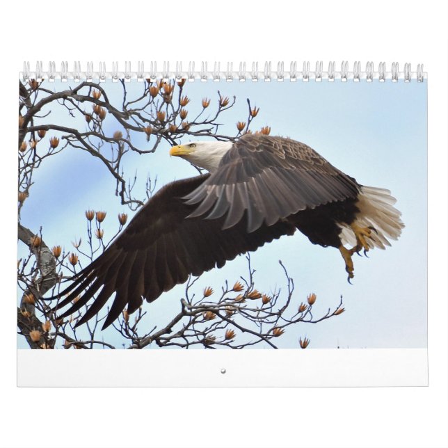 Calendrier de l'aigle (Protection)