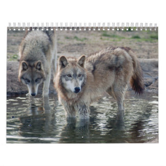 Calendrier de loup gris de loups